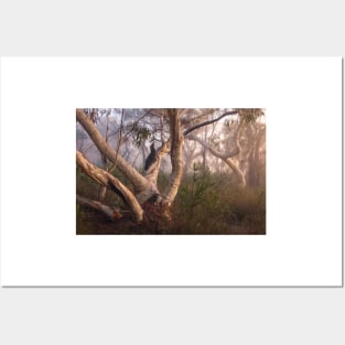 Australian Bush In Fog Posters and Art